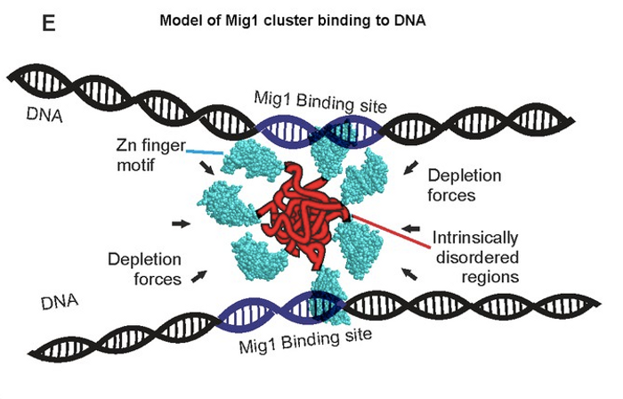 Schematic of depletion-stabilized Mig1 cluster bound to multiple promoter targets (Zn finger PDB ID: 4R2E). / Credit: eLife Wollman et al