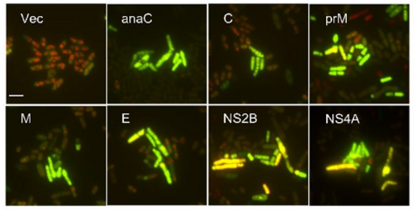  ZIKV proteins induce cell death and cellular oxidative stress. ZIKV-induced cell death was measured 48 h after GI by the yeast live/dead assay which was measured by FUN-1 staining 40-45 h after GI. / Credit: PNAS 2016 Li et al