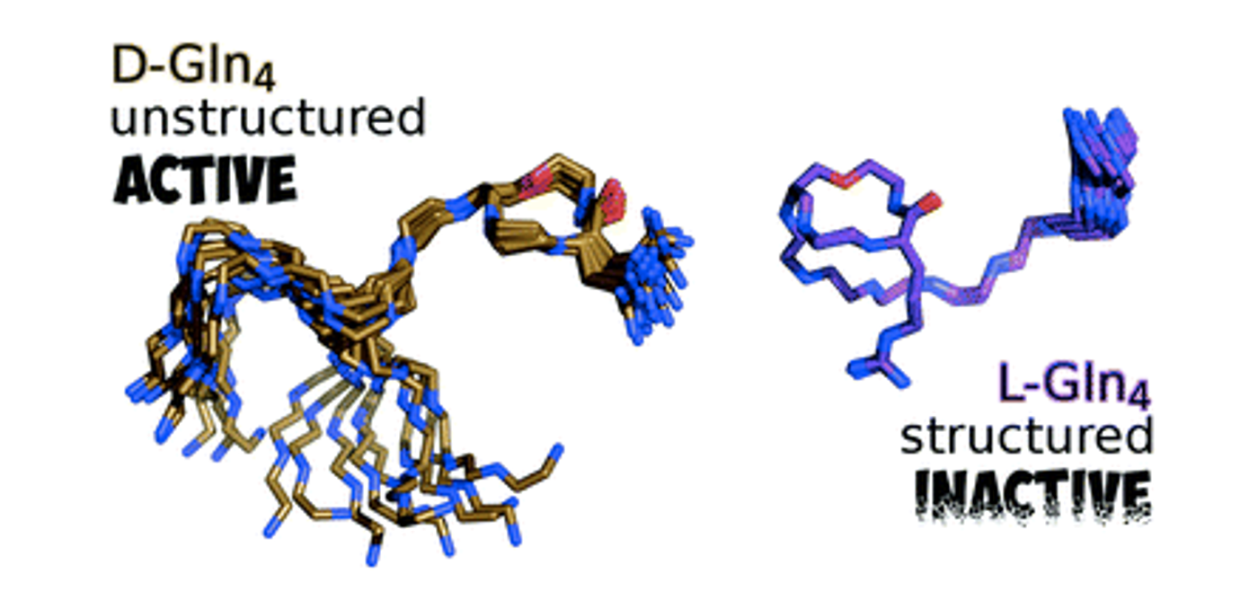 Certain residues maintain a reasonably unstructured teixobactin which is imperative for biological activity / Credit: Chemical Communications