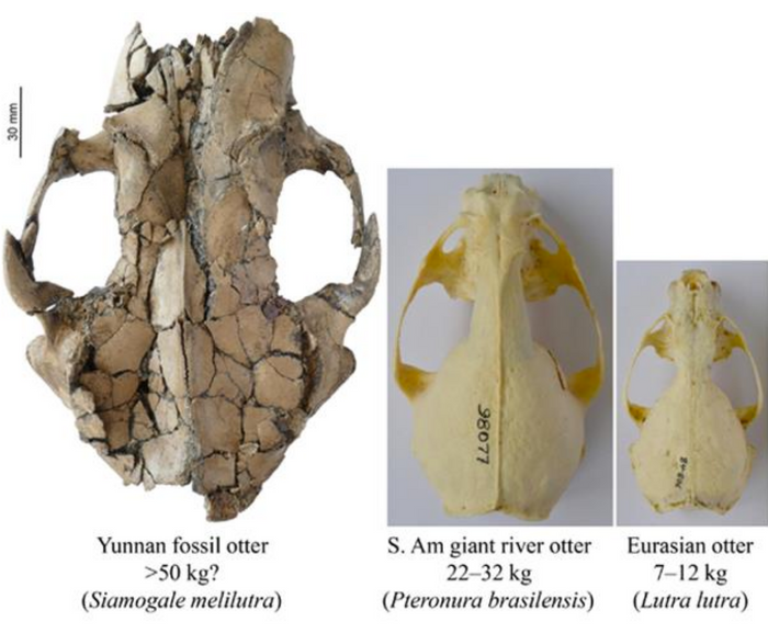 A scale size comparison of the newly-discovered otter skull compared to modern-day otter skulls.