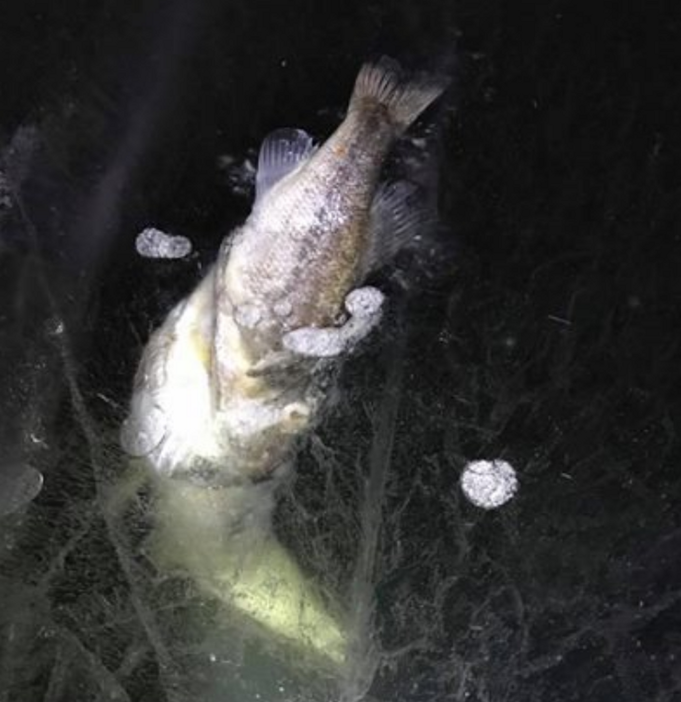 The bass that was caught in the middle of choking down a pike as it became frozen in ice by nature.