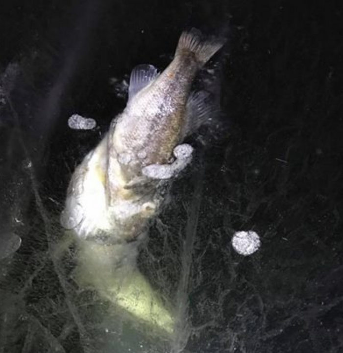 The bass that was caught in the middle of choking down a pike as it became frozen in ice by nature.