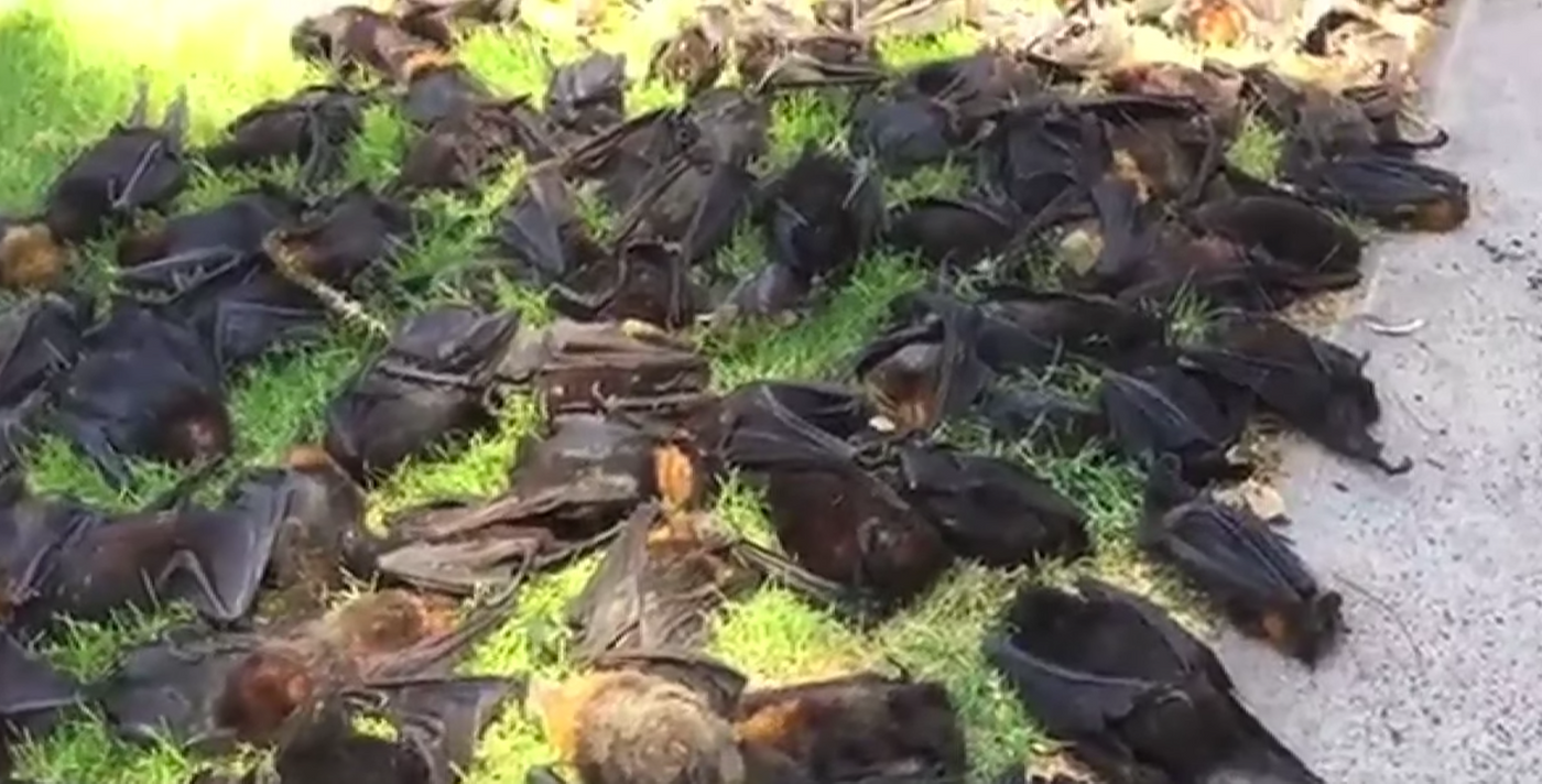 Grey-headed flying foxes lay lifeless on the gound after Southern Australia's devastating heat wave.