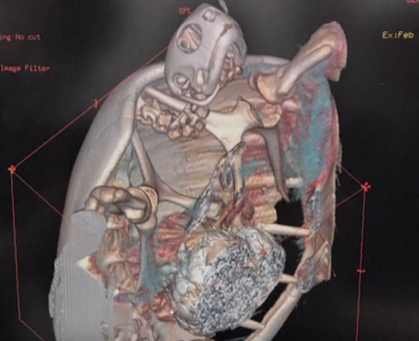 The CT scan results reveal the clump of coins in the animal's stomach.