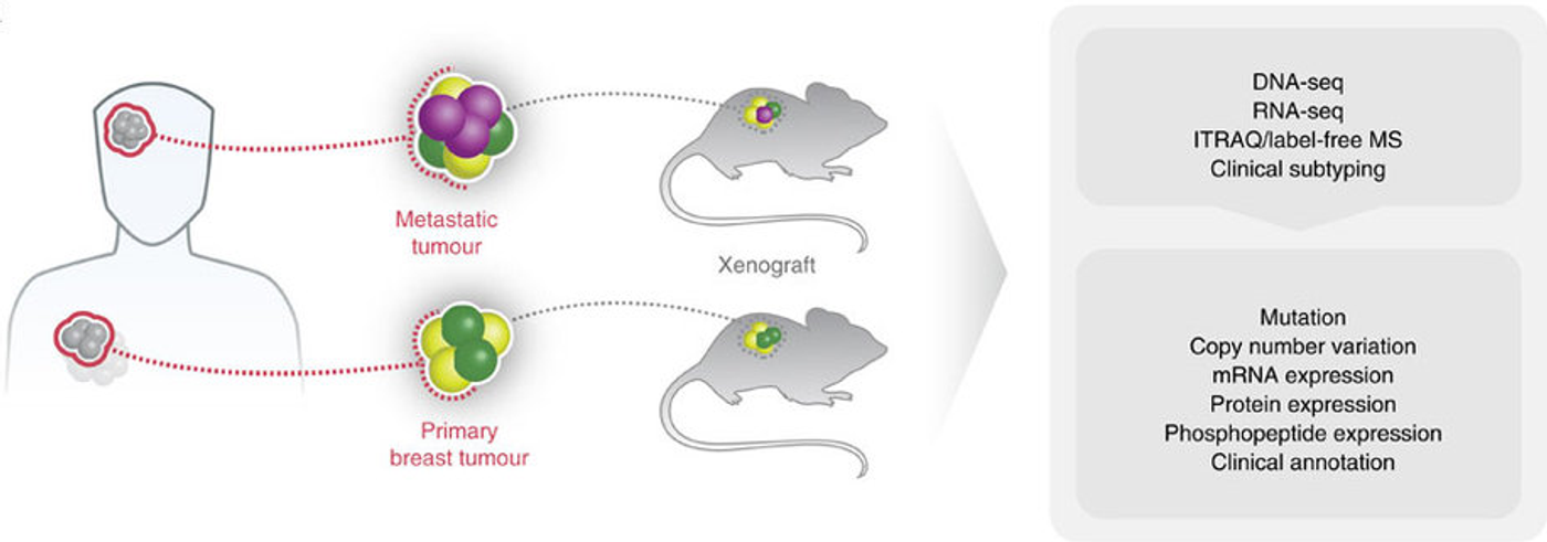 Illustration of generation and proteogenomic characterization of breast cancer xenograft models. / Credit: Nature Communications Huang et al 2017