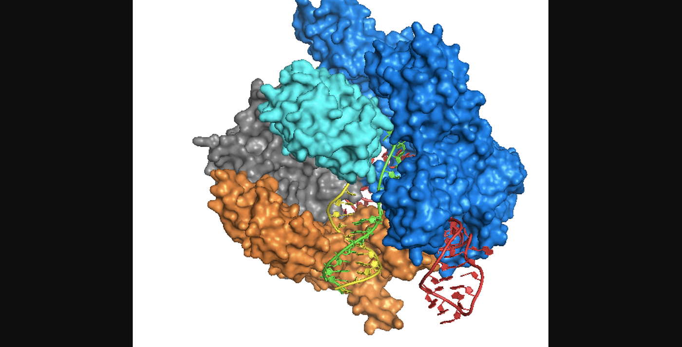 Crystal Structure of Cas9 bound to DNA based on the Anders et al 2014 Nature paper. Rendition was performed using UCSF's chimera software 