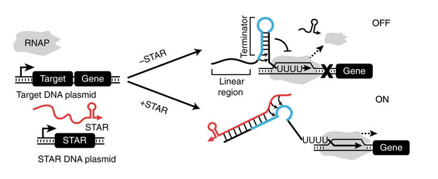 Schematic of the STAR mechanism. The formation of a terminator hairpin causes RNA polymerase (RNAP) to terminate transcription upstream of the gene (gene OFF). STARs (colored red) bind to both the linear region and the 5' half of the terminator hairpin (colored blue) of the target RNA, preventing terminator formation and allowing transcription elongation of the gene (gene ON) / Credit: Chappell et al Nature Communications