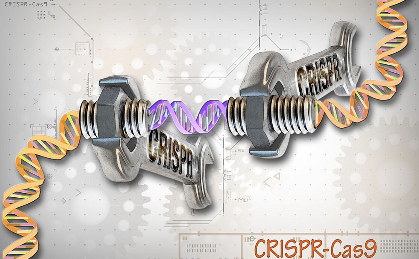 CRISPR-Cas9 is a customizable tool that lets scientists cut and insert small pieces of DNA at precise areas along a DNA strand. The tool is composed of two basic parts: the Cas9 protein, which acts like the wrench, and the specific RNA guides, CRISPRs, which act as the set of different socket heads. These guides direct the Cas9 protein to the correct gene, or area on the DNA strand, that controls a particular trait. This lets scientists study our genes in a specific, targeted way and in real-time. / Credit: Ernesto del Aguila III, NHGRI