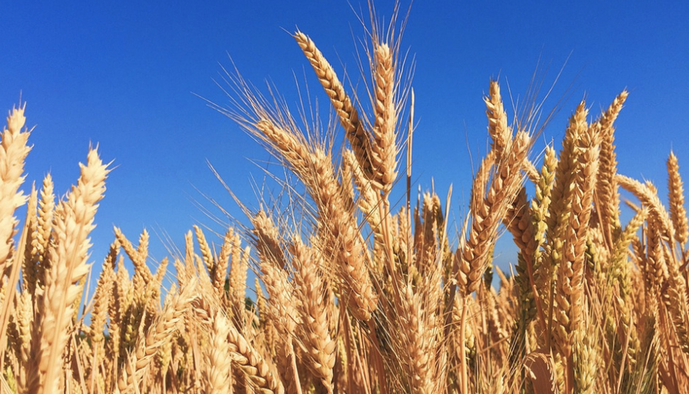 Wheat contains gluten, as well as fructan. / Image Credit: Pixabay