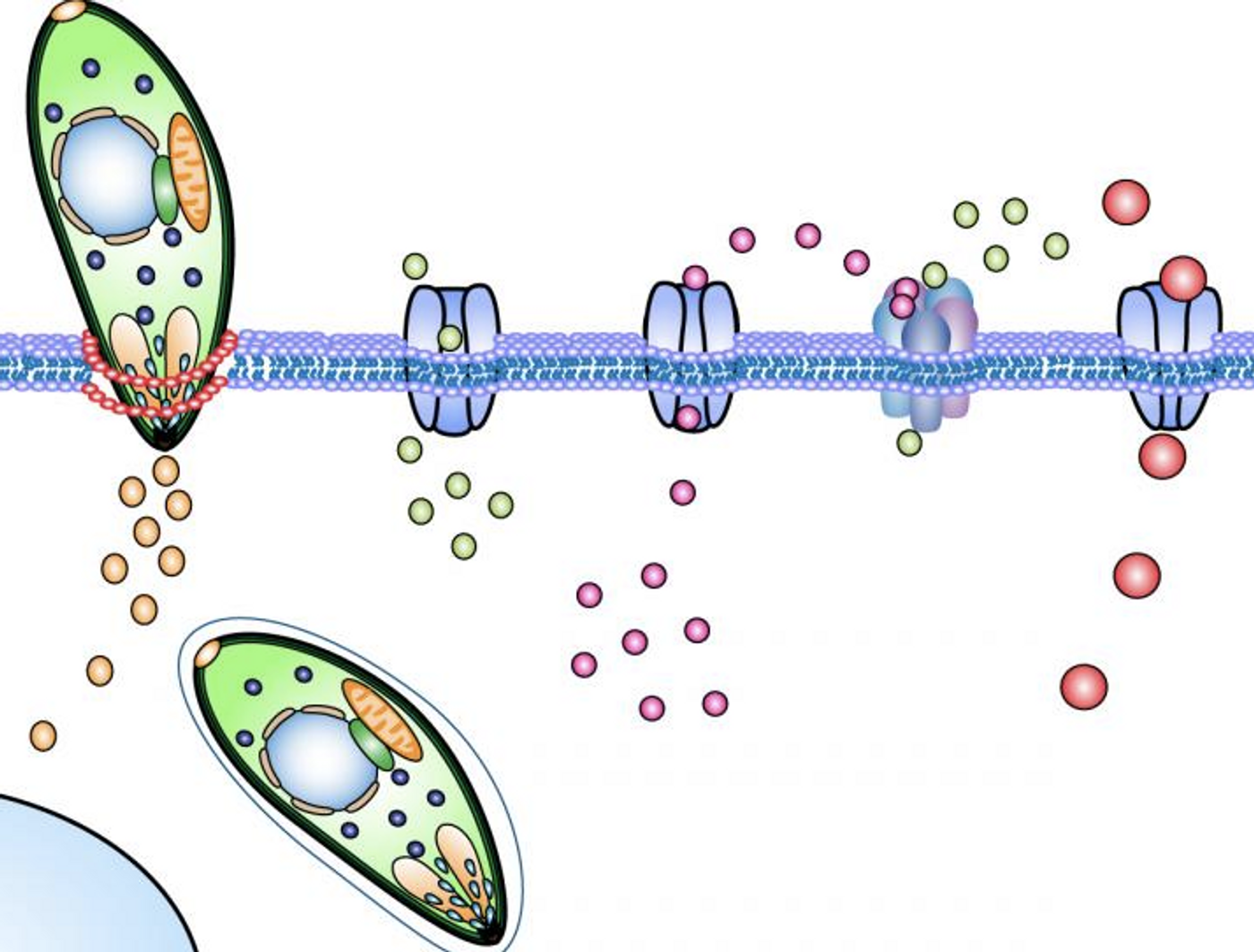 Image illustrates Toxoplasma gondii tachyzoites invading across the cell membrane of a host cell. Upon invasion, a signaling cascade is activated via chloride channels, GABA channels and calcium signaling that mediates the migratory activation of the infected immune cell. / Credit/Illustration: S. Kanatani