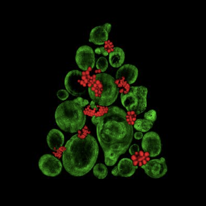 Micrograph of a Christmas tree comprised of stem cells. / Credit: Catarina Moura, University of Southampton