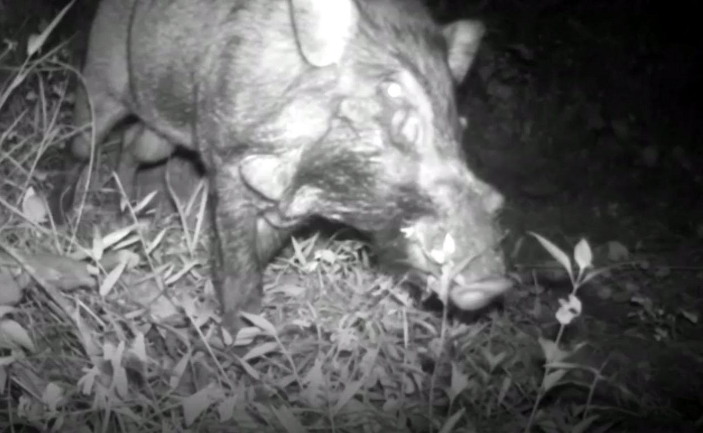 The Javan warty pig, as seen from the camera traps in the Indonesian wilderness.
