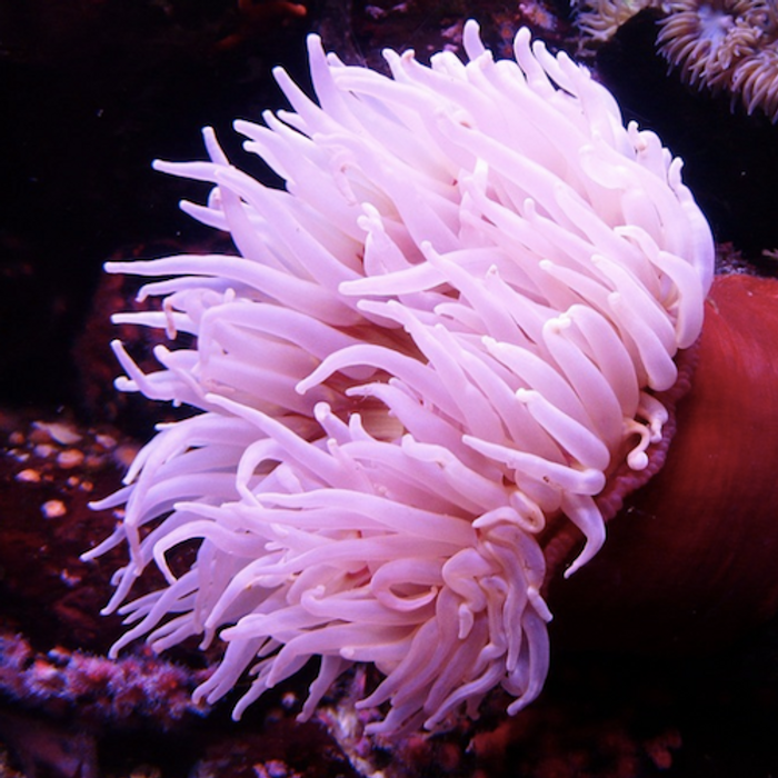 A sea anemone / Credit: Pixabay