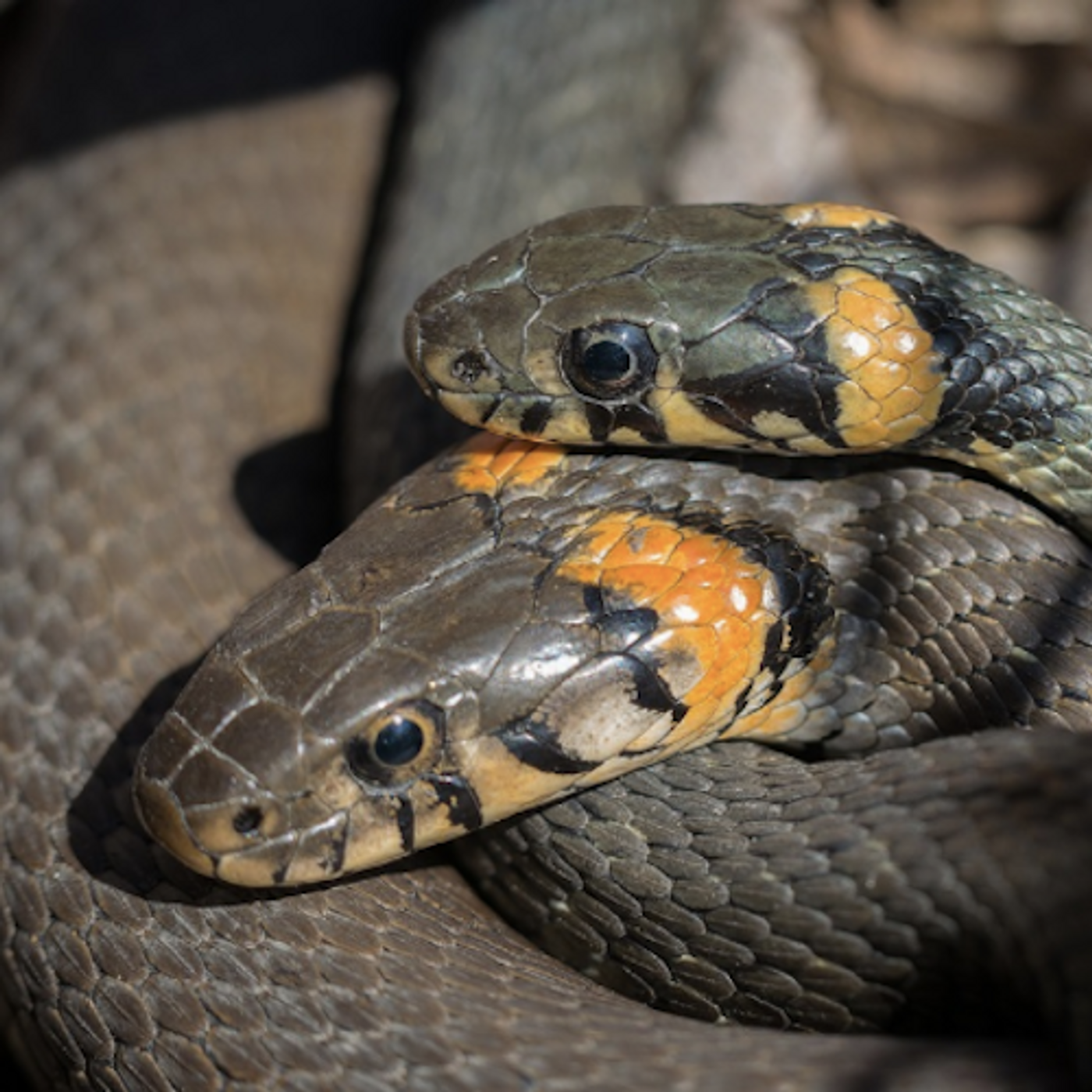 Grass snakes / Credit: Pixabay