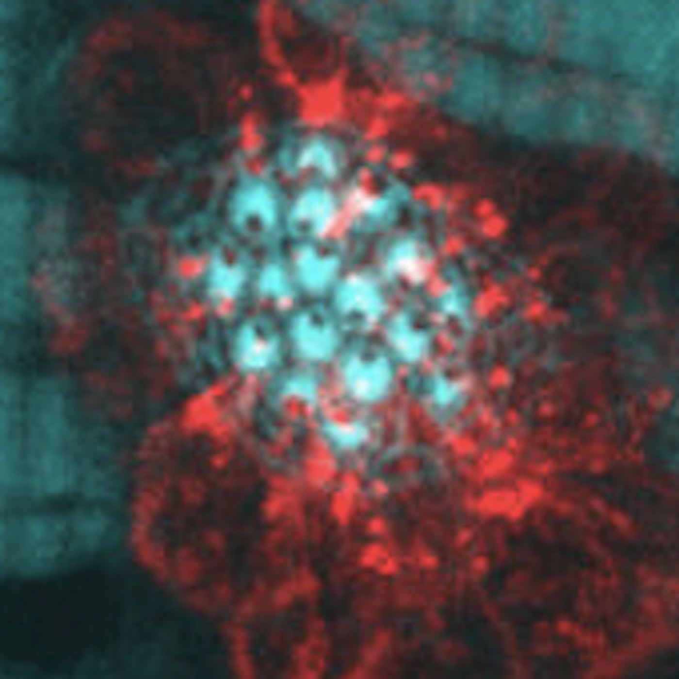 The posterior neuromasts with A-P-oriented hair cells of 6-dpf zebrafish larvae / Credit: Chou et al Nature Communications