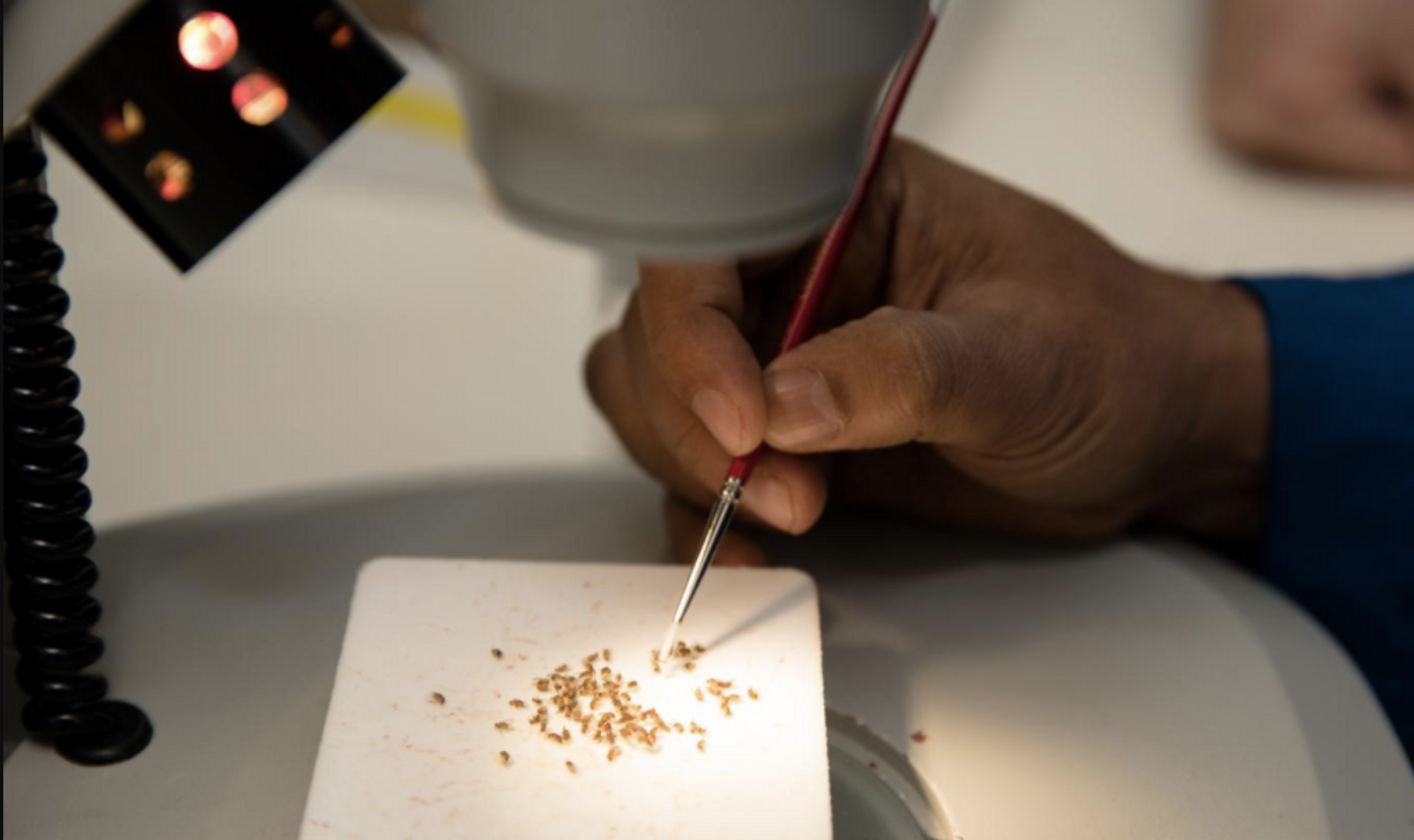First author Mahul Chakraborty looks through several specimens of fruit flies to identify new phenotypes. / Credit: UCI