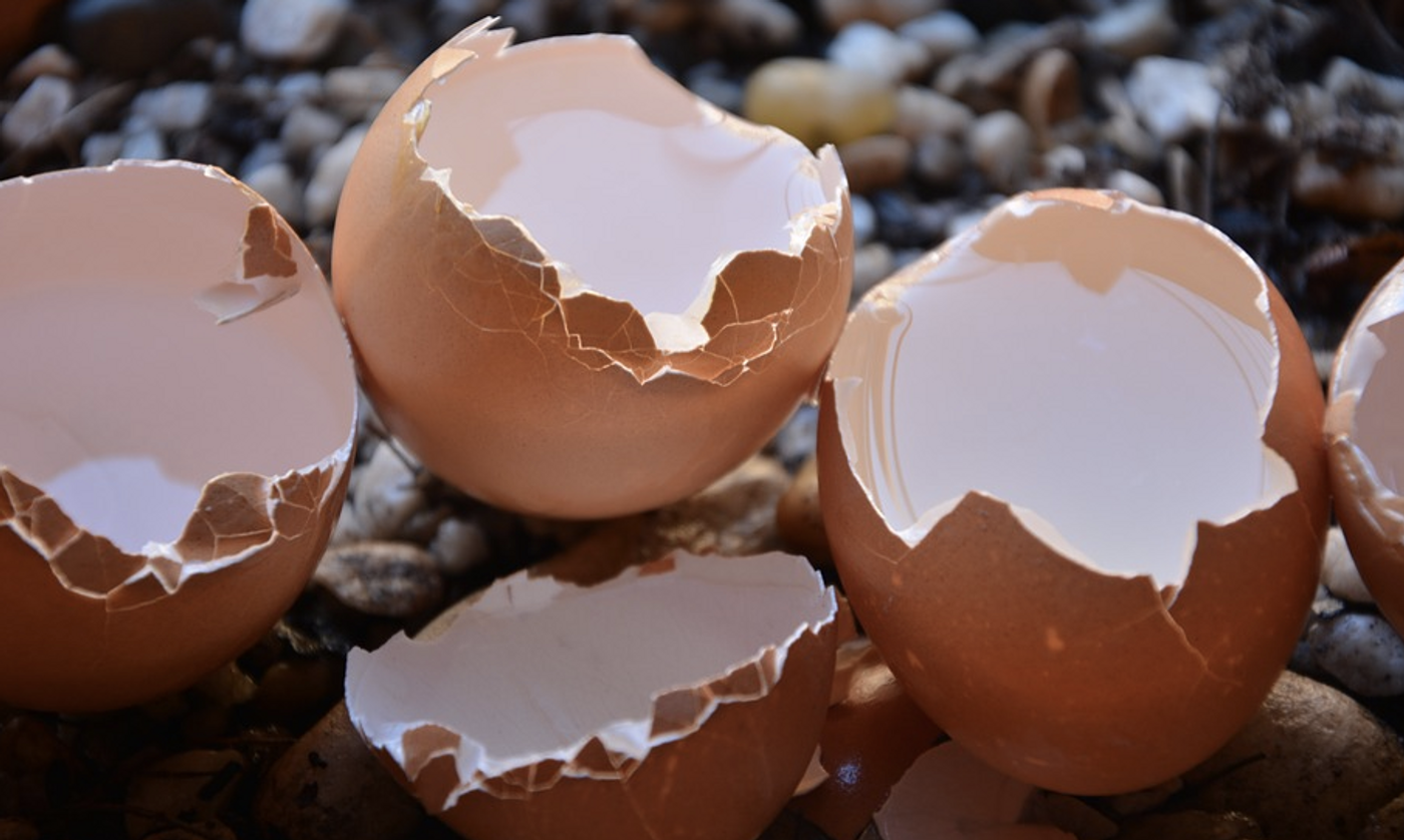 Eggshells have the integrity to protect a developing chick, but will crack when it's ready. / Image credit: Pixabay