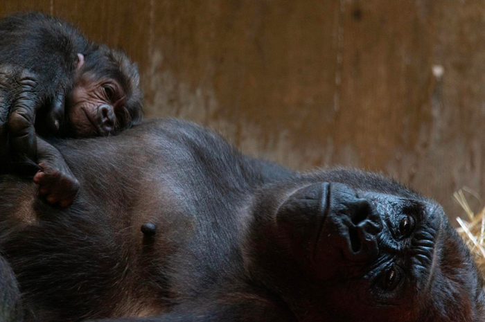 Moke, the newborn gorilla, poses for a picture with his mother.