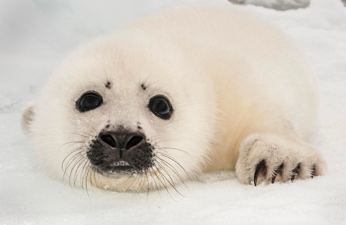 A wild harp seal.