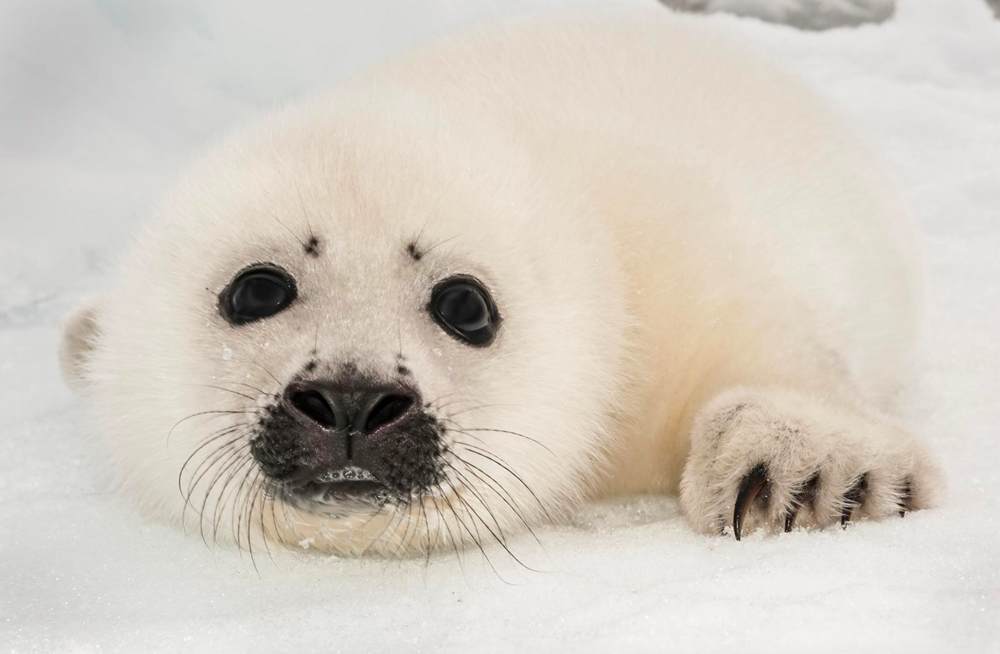 A wild harp seal.