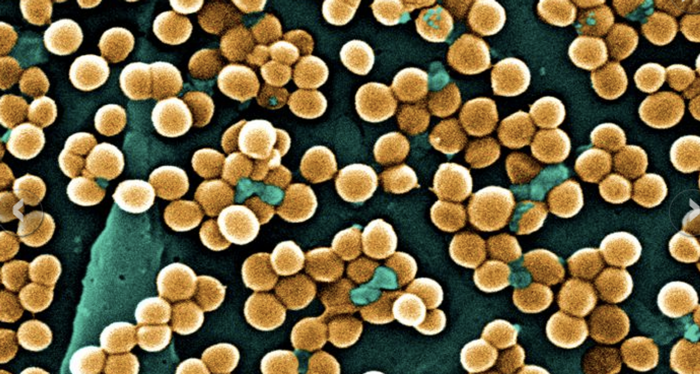 Scientists show which surfaces attract clingy Staph bacteria