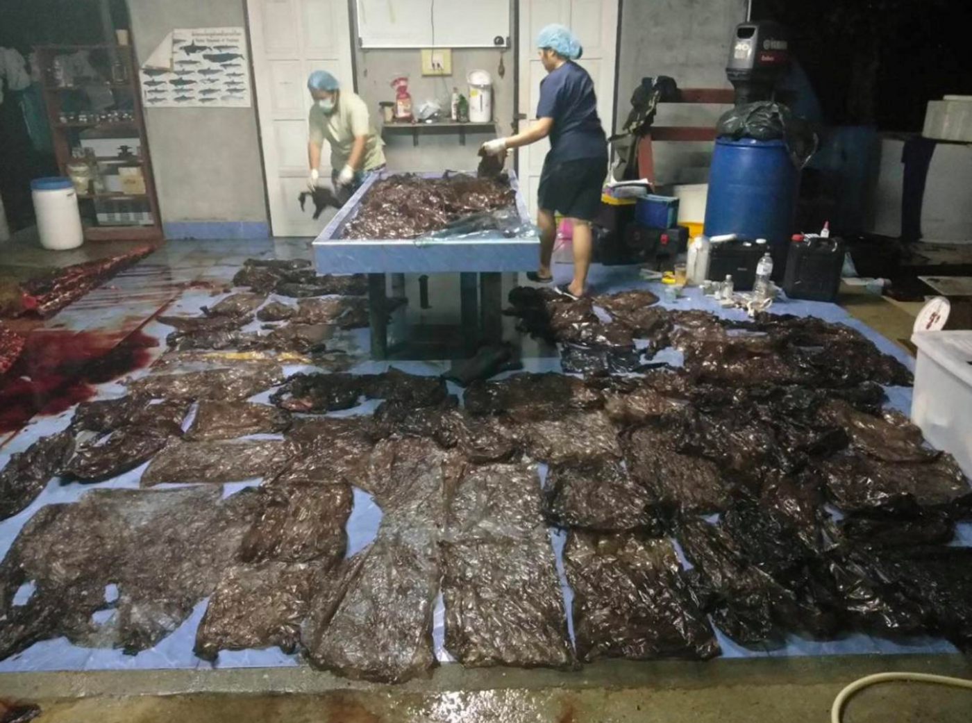 All the trash found in the whale's stomach during the autopsy.