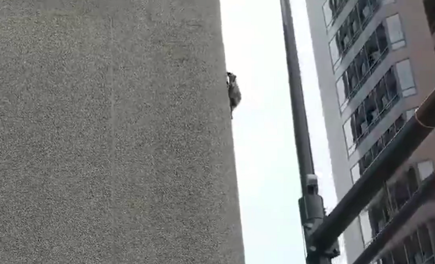 This fearless raccoon climbed the siide of a multi-story office building, causing panic among witnesses.