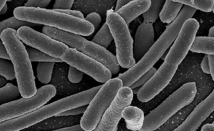 Scanning electron micrograph of E. coli, a bacterium commonly found in the intestines. / Image credit: Wikimedia Commons/Rocky Mountain Laboratories, NIAID, NIH