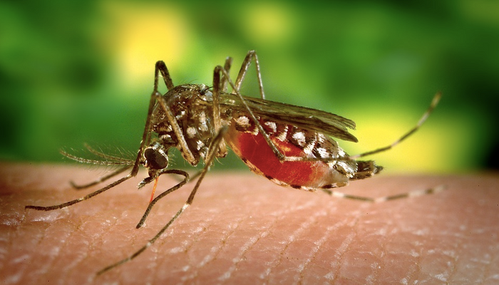 Mosquito / Image credit: Maxpixel