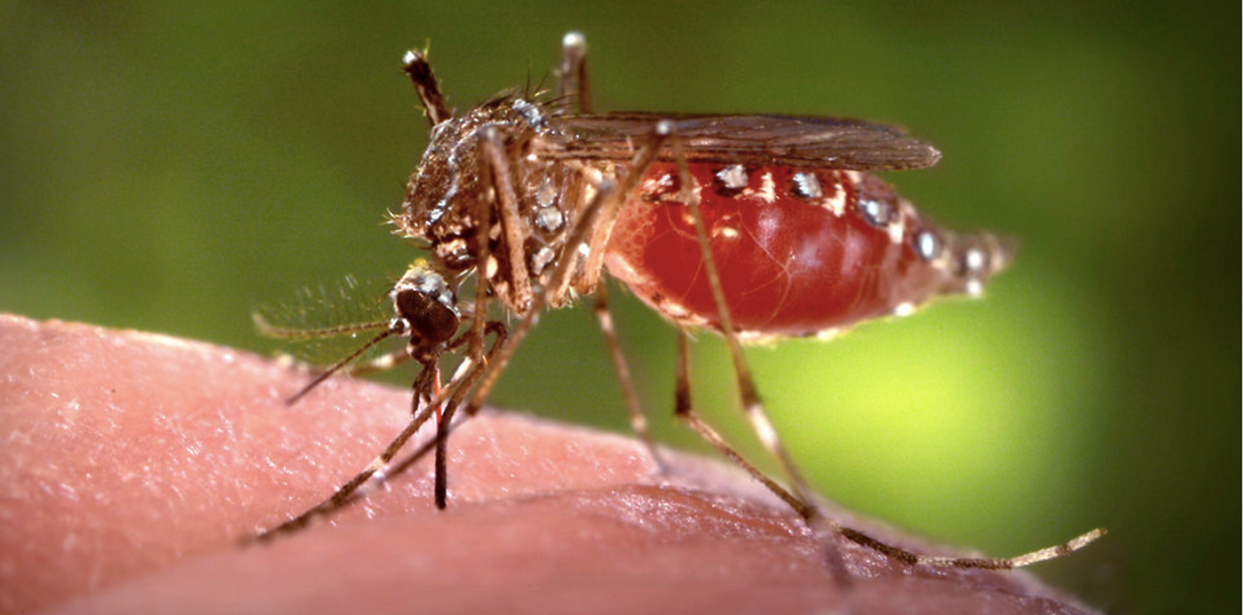 This 2006 image depicts a female Aedes aegypti mosquito as she was obtaining a blood-meal from a human host / Credit: CDC/ Prof. Frank Hadley Collins, Dir., Cntr. for Global Health and Infectious Diseases, Univ. of Notre Dame
