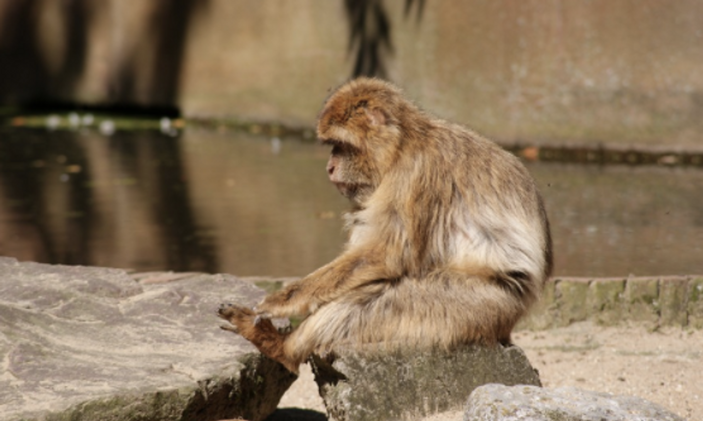 Rhesus macaques were one of several non-human primates used in this study / Image credit: Pixabay
