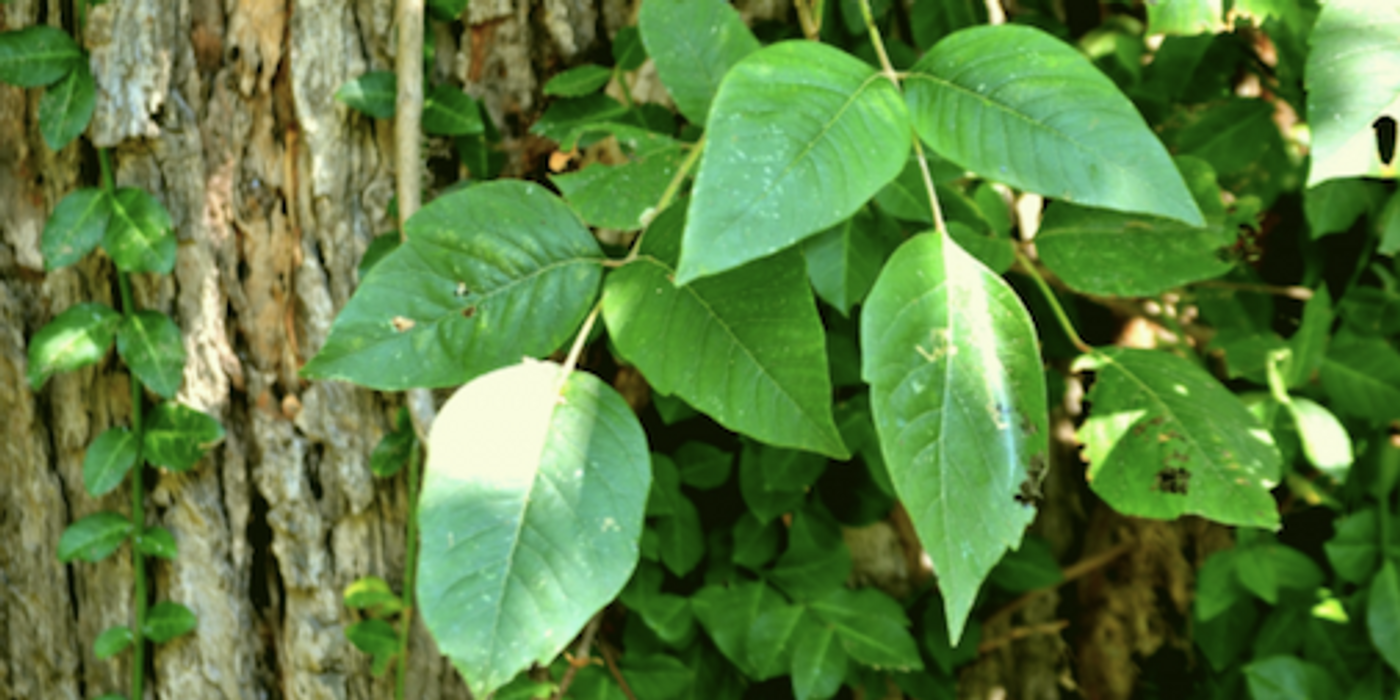 Poison ivy / Credit: Public domain pictures