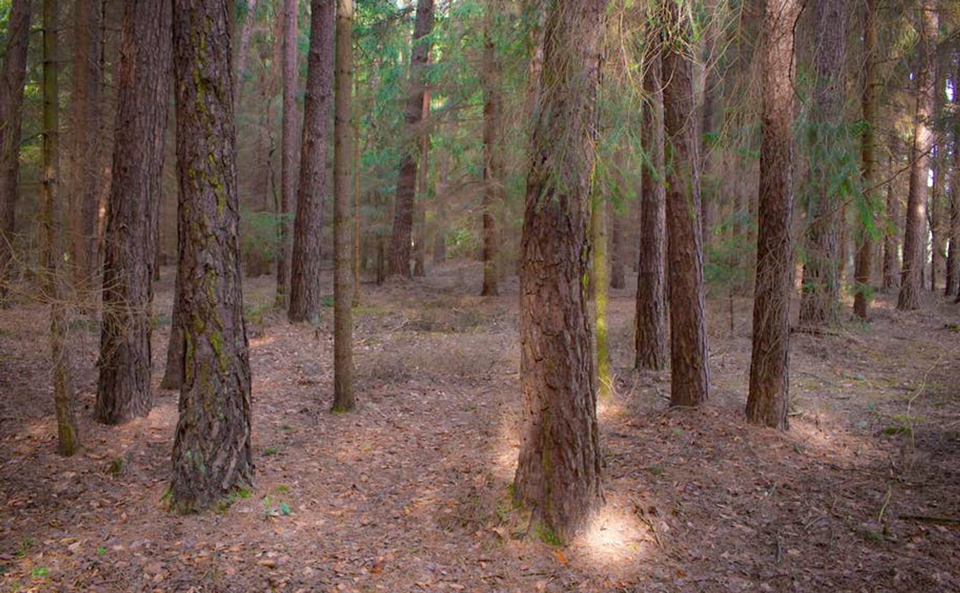 A forest floor is rich with carbon for soil microbes to process / Image credit: Pexels