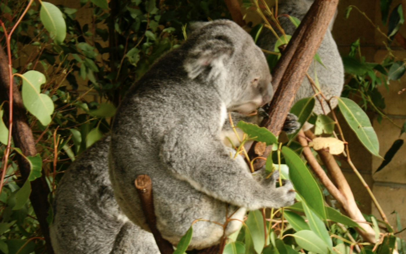 Koala / Credit: Carmen Leitch