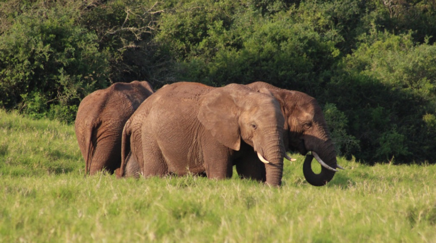 African elephants at Addo National Park in South Africa / Credit: Carmen Leitch