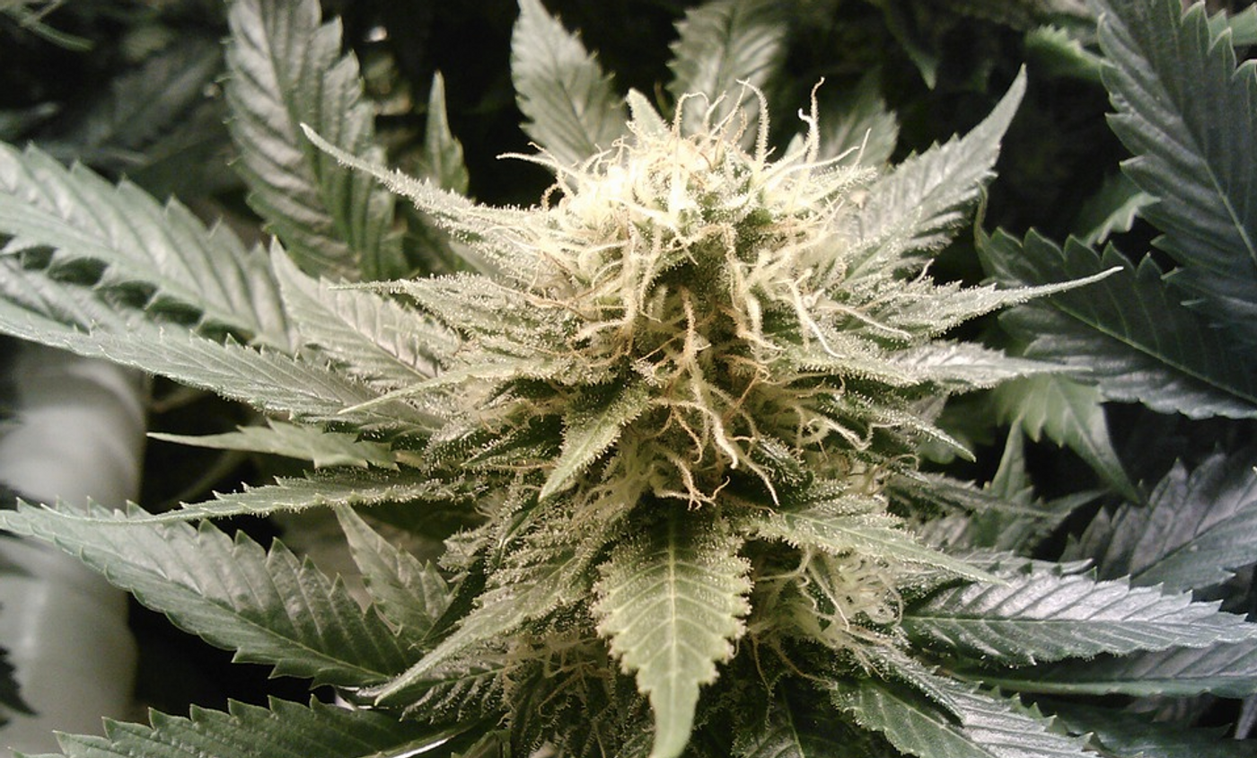 A marijuana bud / Image credit: Pixabay