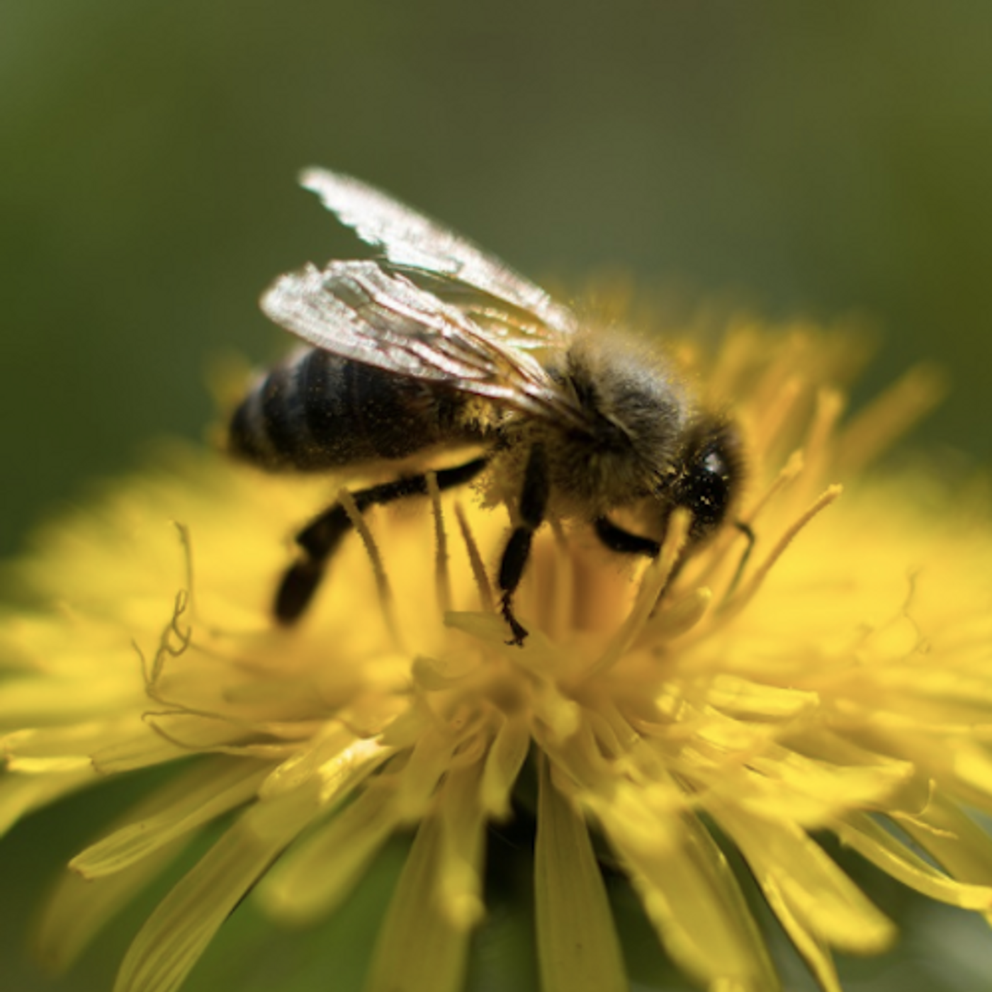 Honeybee / Credit: Maxpixel