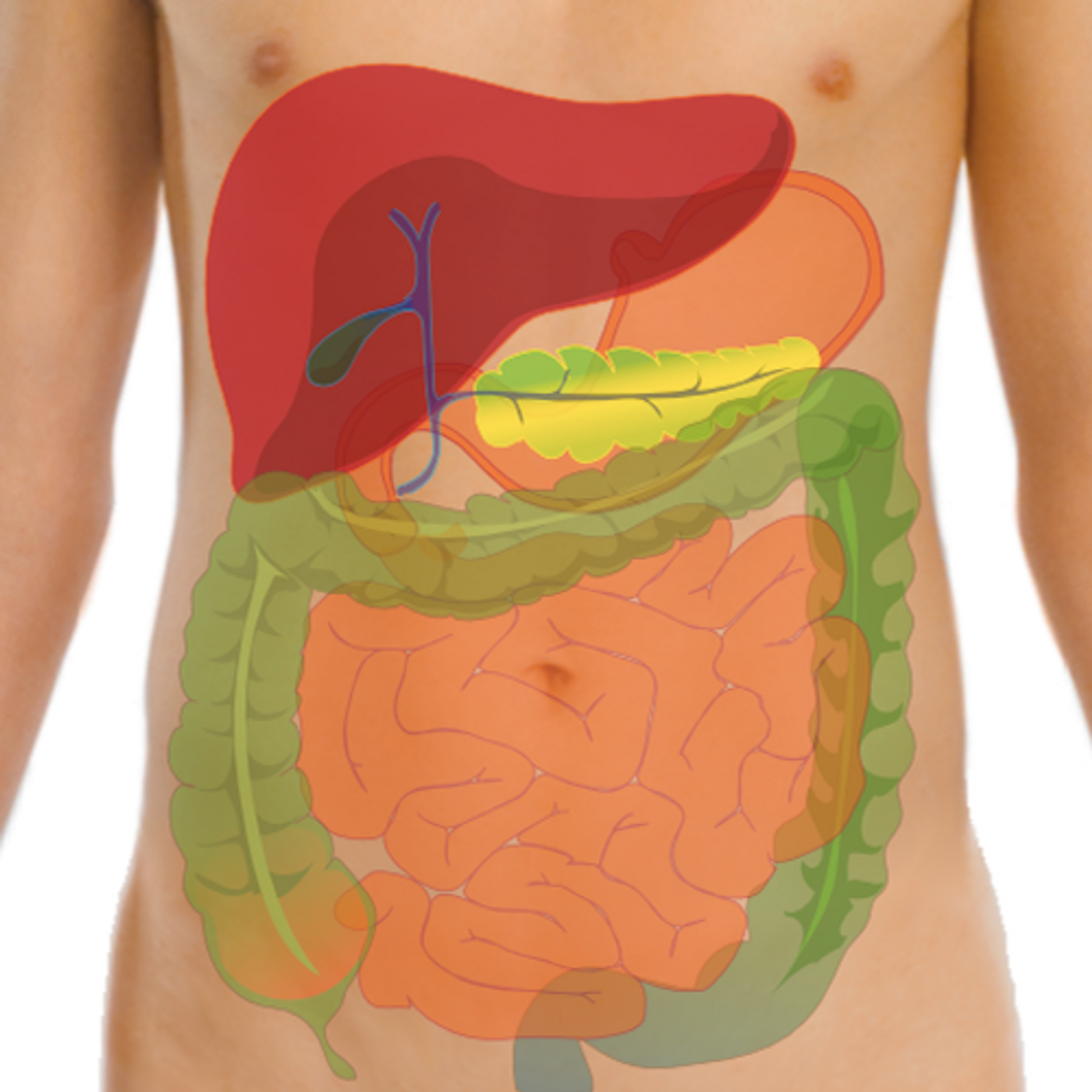 The gut microbes in our GI tract is connected to our health. / Image credit: Wikimedia Commons/Mikael Häggström