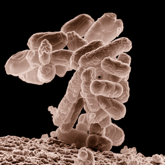 Gut microbes like E. coli have a big impact on our health. / Image credit: United States Department of Agriculture