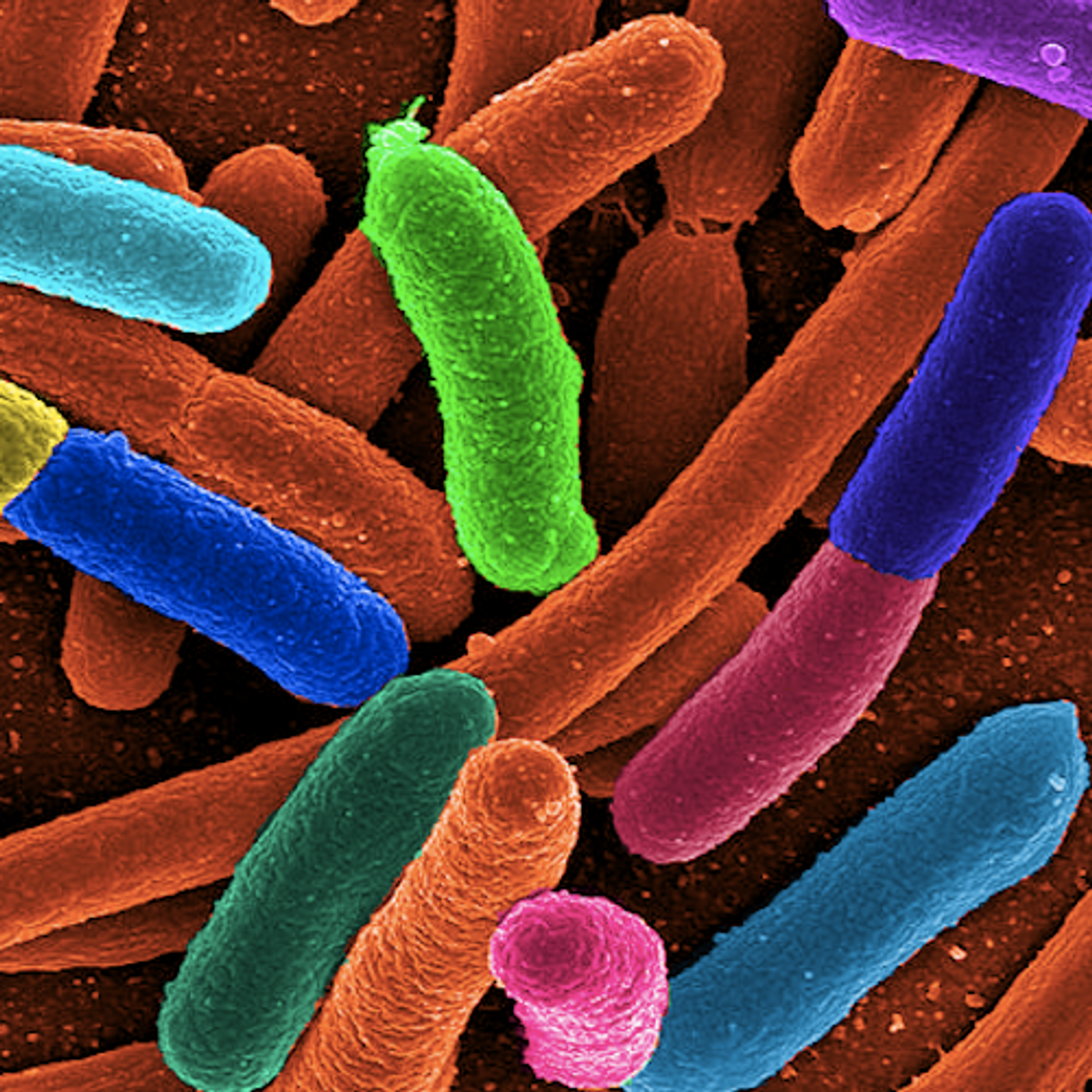 E. coli is a common bacterium used for this work. / Image credit: Wikimedia Commons/Mattosaurus