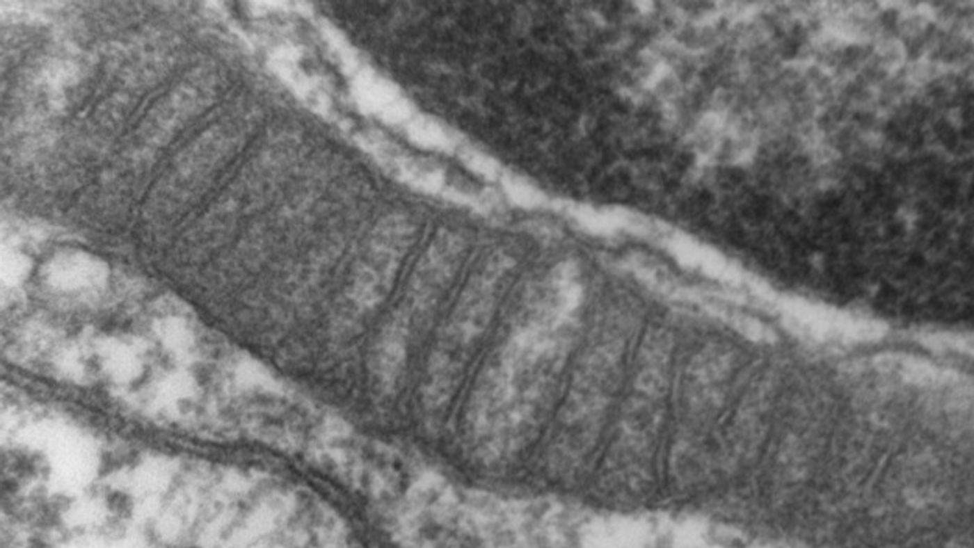 CoQ is an enzyme in the mitochondria. This high magnification image shows a mitochondria. / Image credit:  Louisa Howard