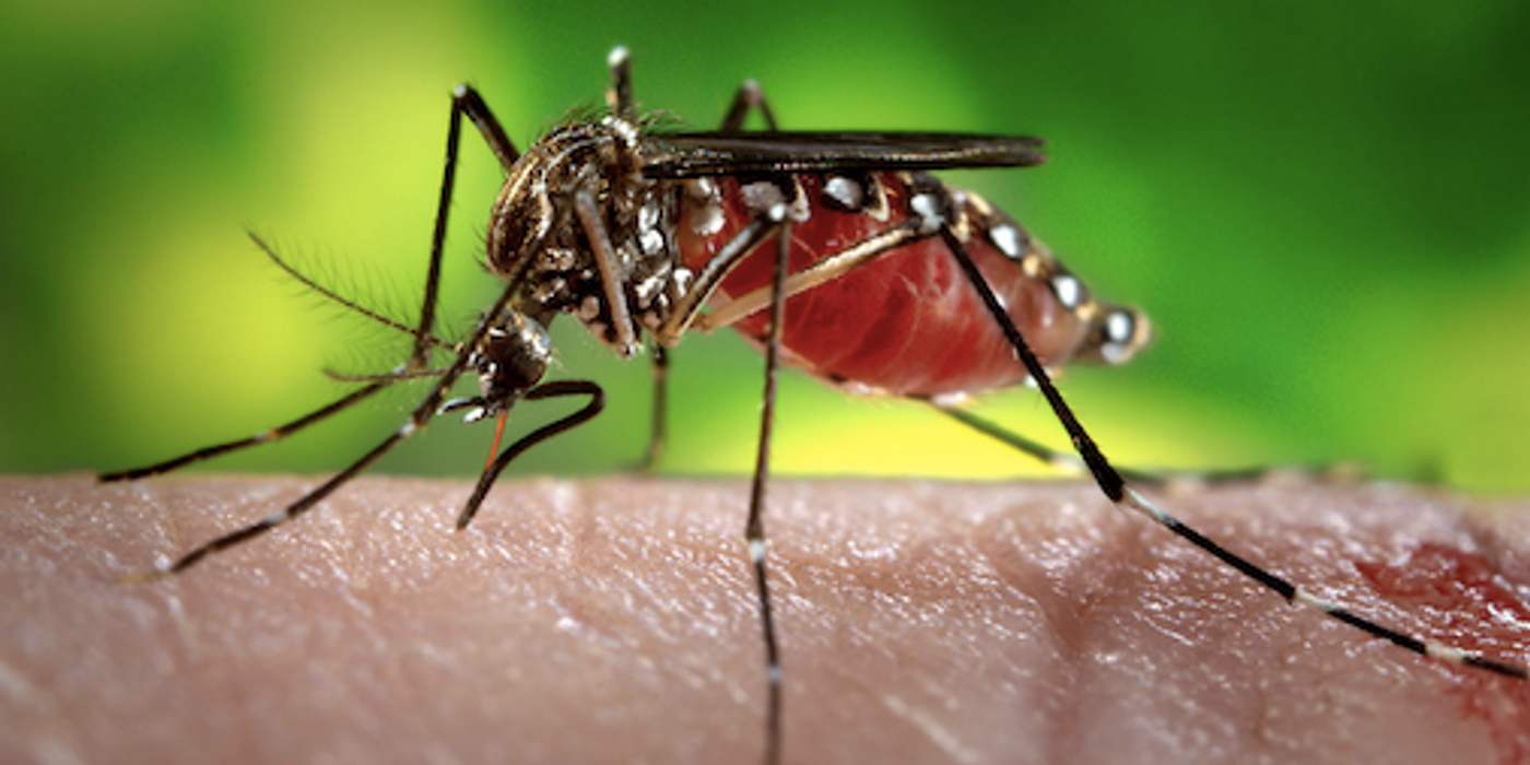 Mosquitos carry the Zika virus. / Image credit: Freestockphotos.biz