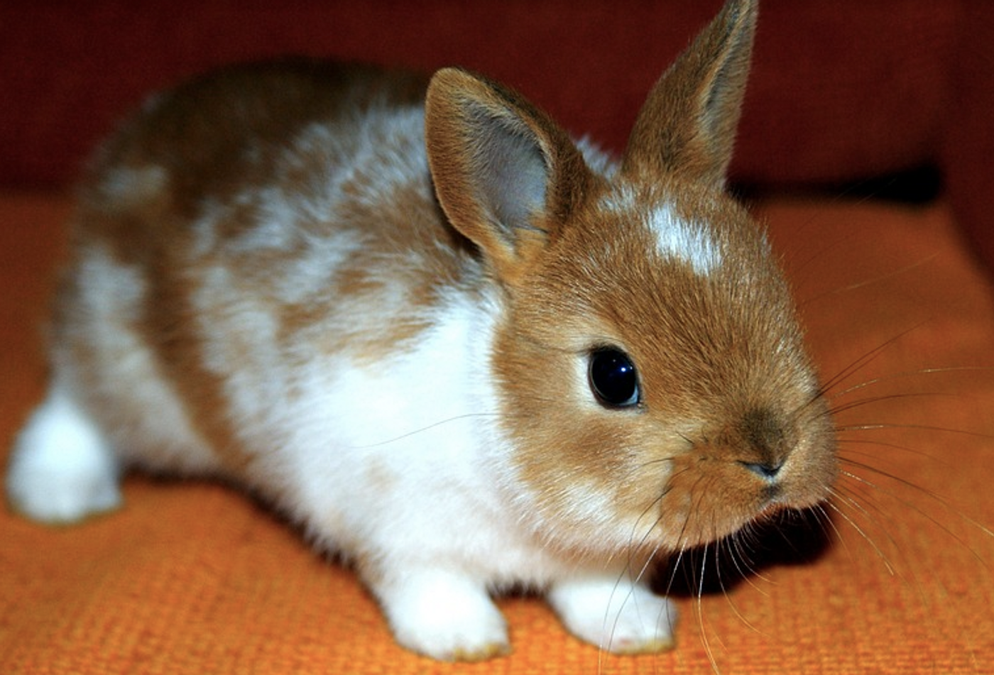Rabbits were likely domesticated over a period of time, rather than at once in a sudden event. / Image credit: Pixabay