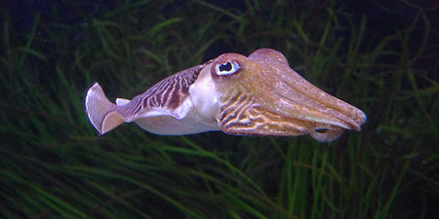 Cuttlefish / Credit: David Sim/Wikimedia Commons