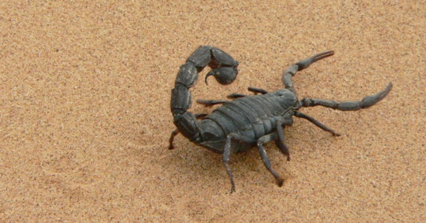 A black scorpion / Credit: Pixabay