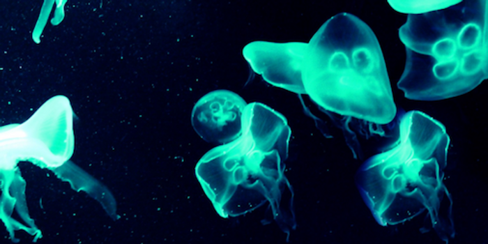 Bioluminescent jellyfish / Credit: Public Domain Pictures