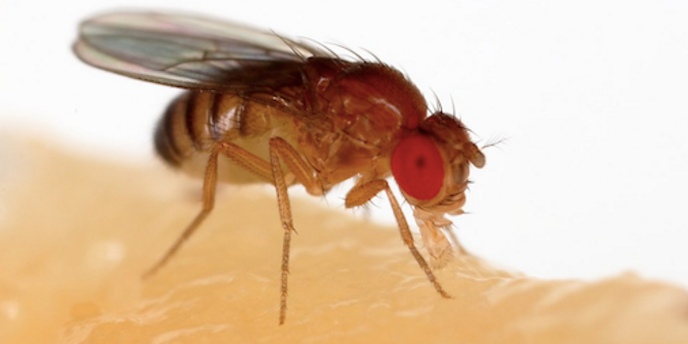 The fruit fly has been used extensively genetics research. / Image credit: Wikimedia Commons/Sanjay Acharya