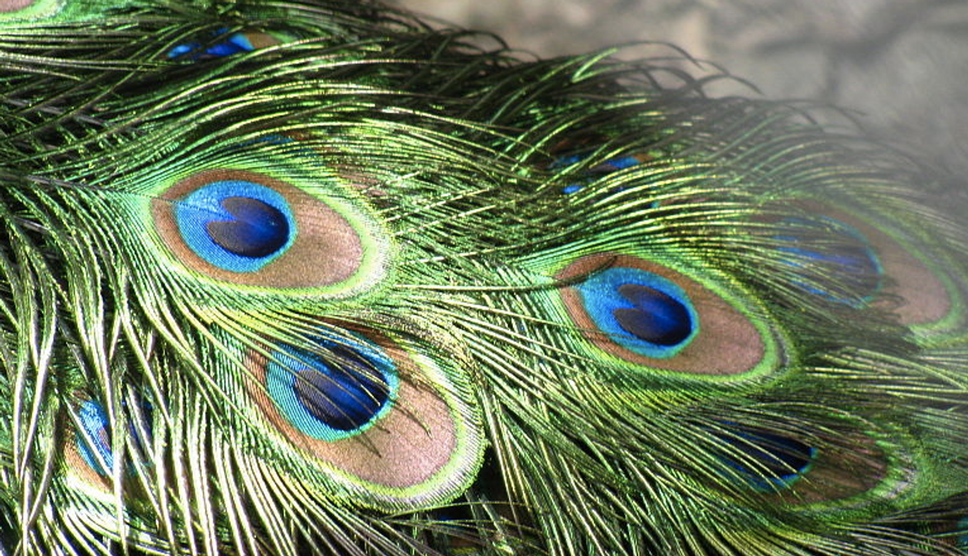 Peacock feathers have structural color, which is not produced by a pigment. / Credit: Wikimedia Commons/AlexDuarte