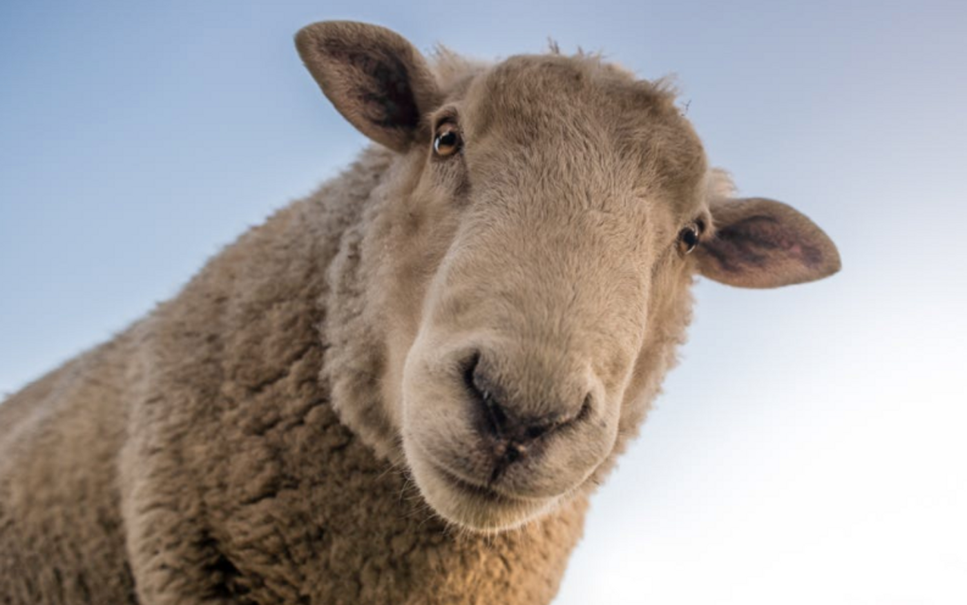 Sheep could act as a kind of incubator for human organs one day. / Image credit: Pexels