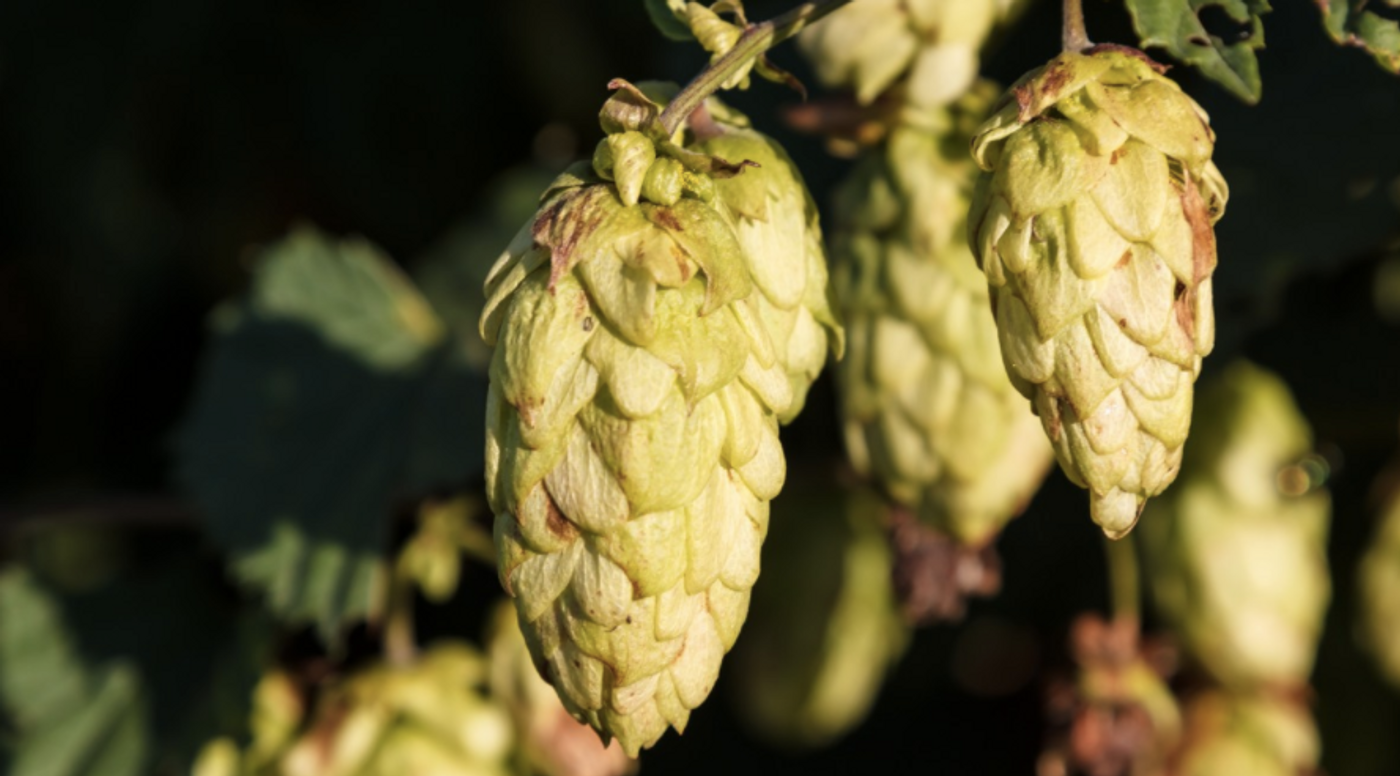 Hops, the dried flowers of a climbing plant, give beer flavor, but they require a lot of energy to grow. / Image credit: Pxhere